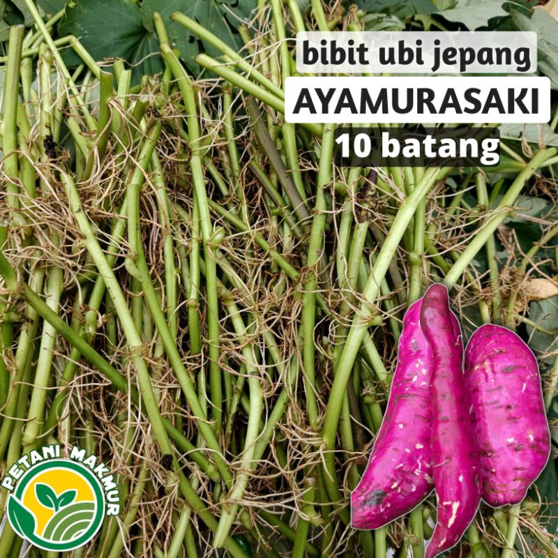 Bibit Ubi Jepang Ayamurasaki isi 10 batang / Ubi Jalar Ungu Ayamurasaki