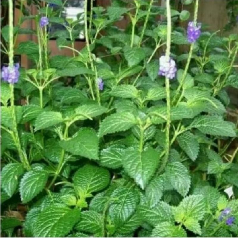 

DAUN JARONG SEGAR / PECUT KUDA 1KG, OBAT HERBAL TRADISIONAL