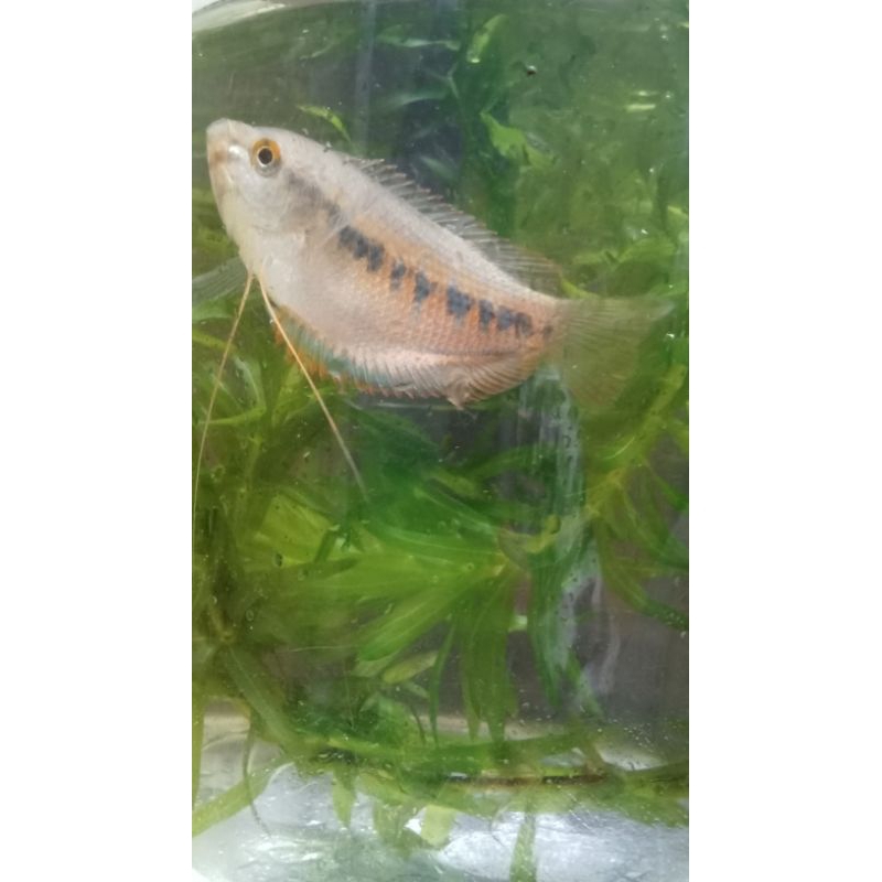 

ikan sepat teralis isi 10 e