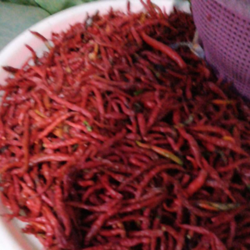 

cabe keriting kering bagus untuk stok