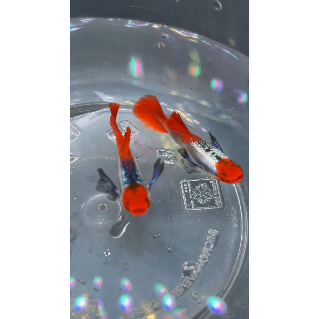 hiasan aquarium GUPPY PRTDE KOI