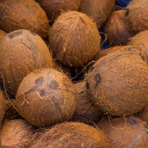 

Kelapa utuh sudah di kupas