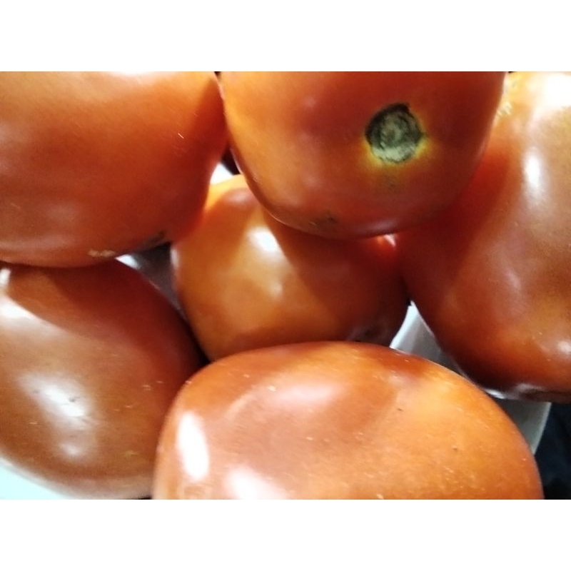 

Tomat pilihan Fresh 1KG