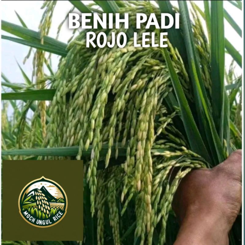BENIH BIBIT PADI UNGGUL ROJO LELE SUPER BERKUALITAS KEMASAN 5KG