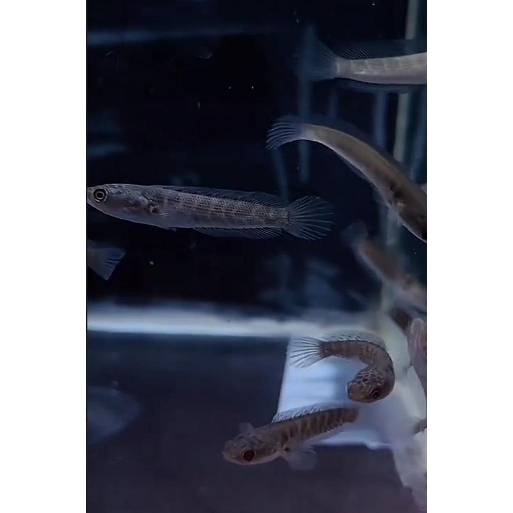 (COD)Baby auranti Premium