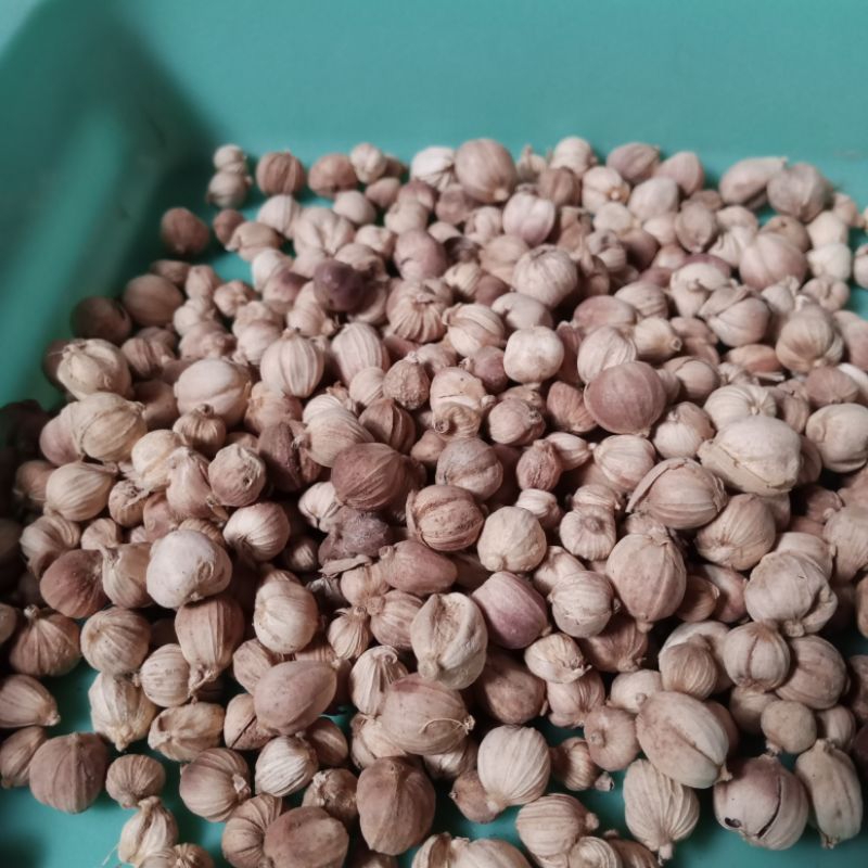 

kapulaga kering utuh 100gr, 250gr