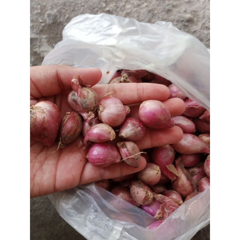 

Bawang Merah Sedang | Bawang Merah Kering | Bawang merah berkualitas