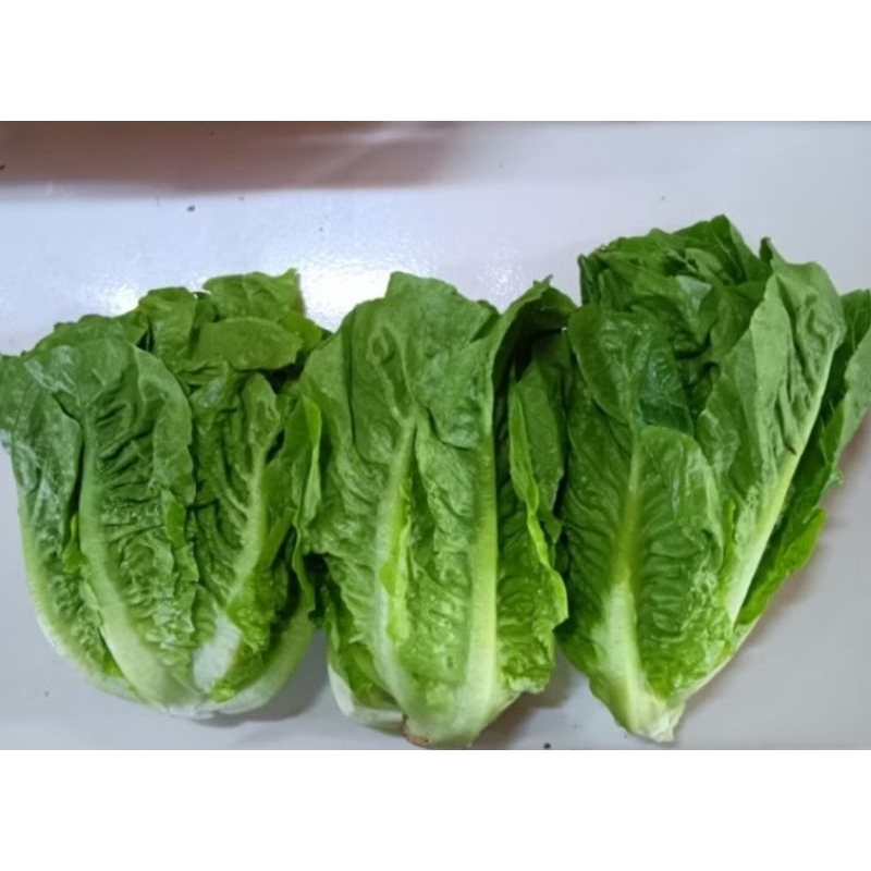 

lettuce romen segar 250gr