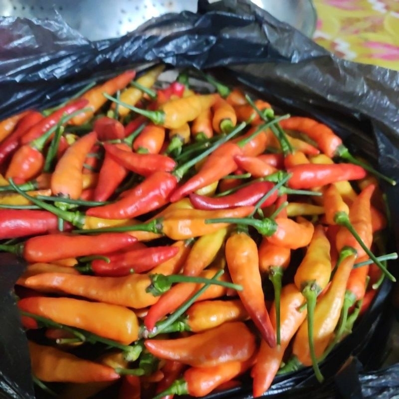 

lombok pedas 9 on