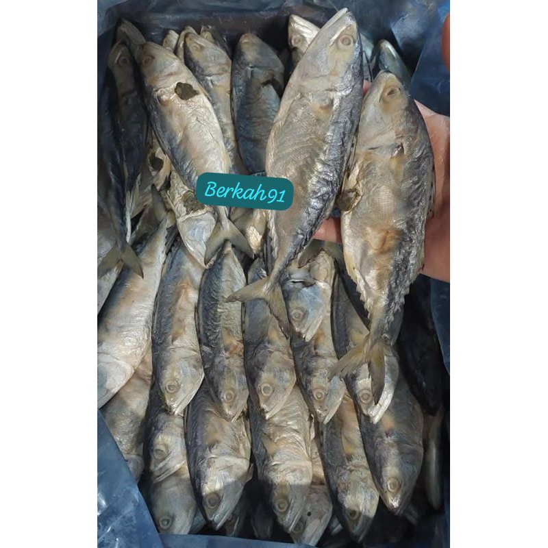 

Ikan Asin Kembung - Ikan Peda Asin Bengkalis