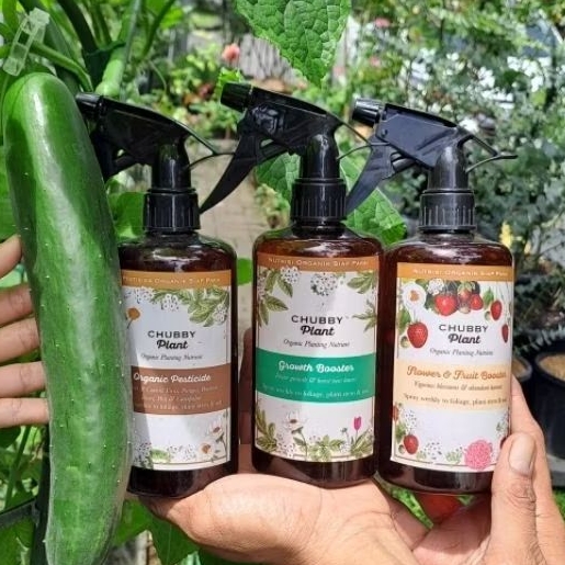 chubby Plant pupuk cair nutrisi tanaman cabe dan pelebat buah seimbang makro mikro grow flower bunga