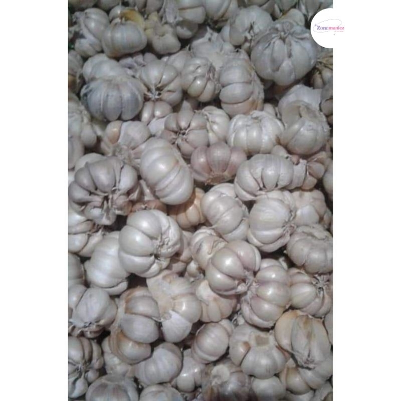 

Bawang Sinco Super Murah Meriah 1 kg