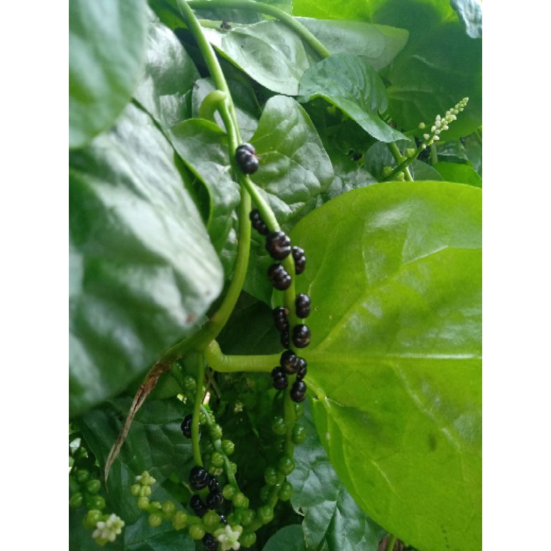 

BIJI ANGKUNG KERING OBAT ASLI 100%