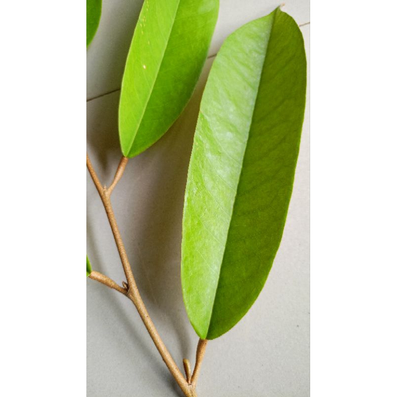 ENTRES DURIAN SUPER DARI POHON DURIAN BERBUAH BERKUALITAS JENIS MUSANGKING BAWOR DAN SUPER TEMBAGA (