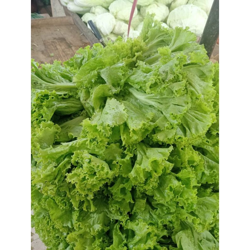 

sayur mayur salada keriting seger fresh 250gr 500gr 1 kg
