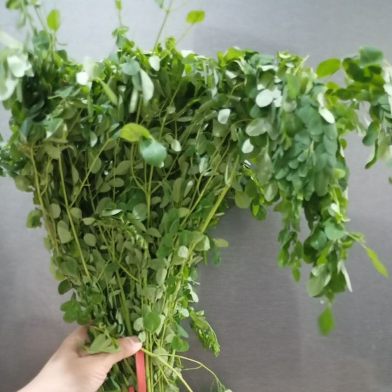

Daun kelor 1 ikat ambil dari pohon langsung