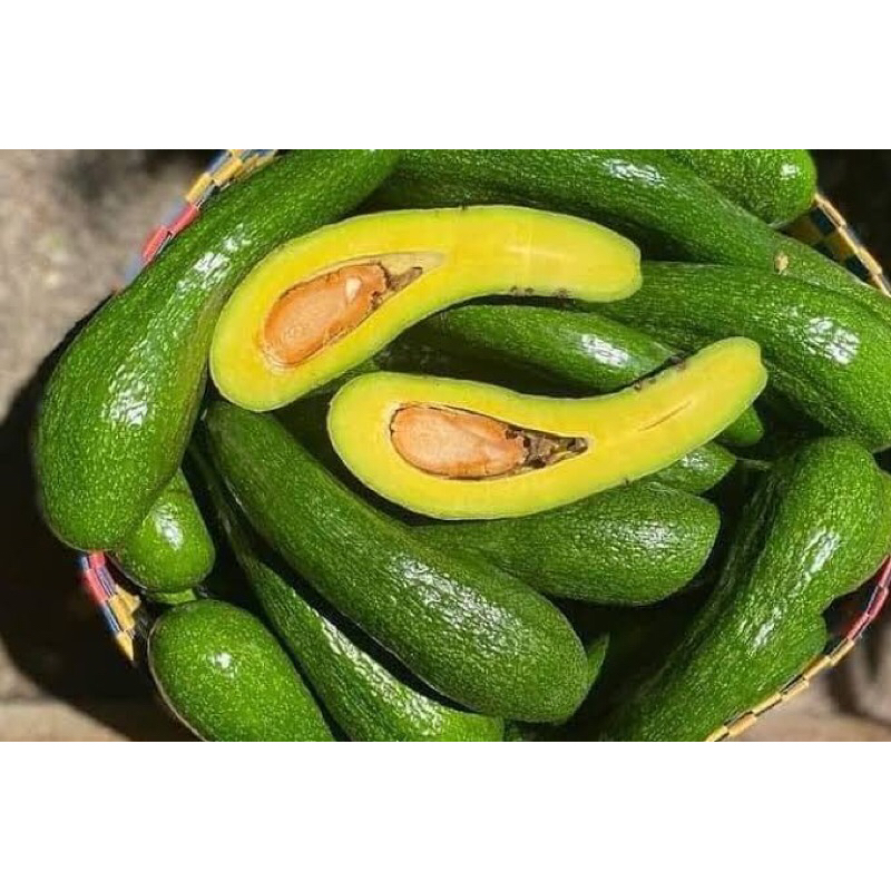 

SAB 304 Avocado/alpukat SAB 304,yg tertera harga perbuah,berat skitar 500 gr - 600 gr