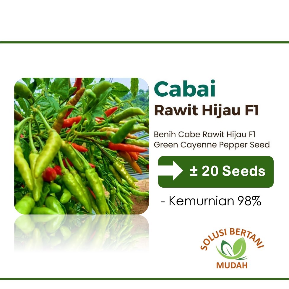 Bibit Benih Cabe Rawit Hijau Hibrida Unggul
