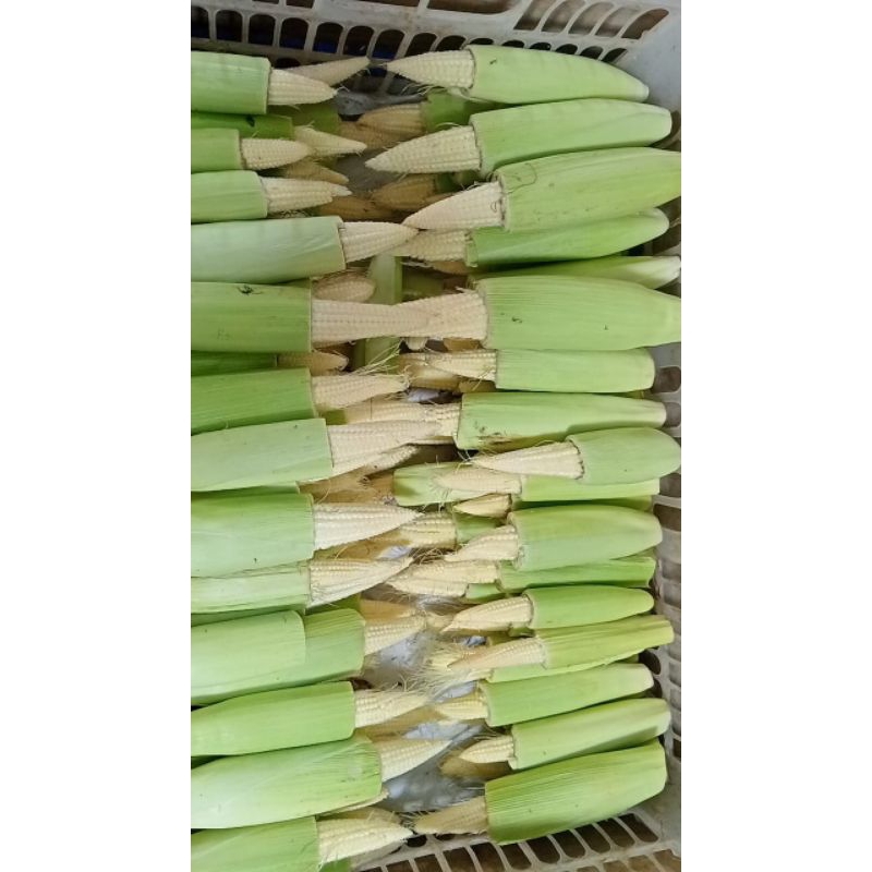 

sayur mayur jagung semi sayur baby jagung seger fres250gr 500gr 1 kg