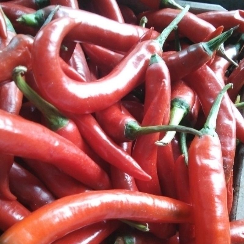

Cabai Besar Merah