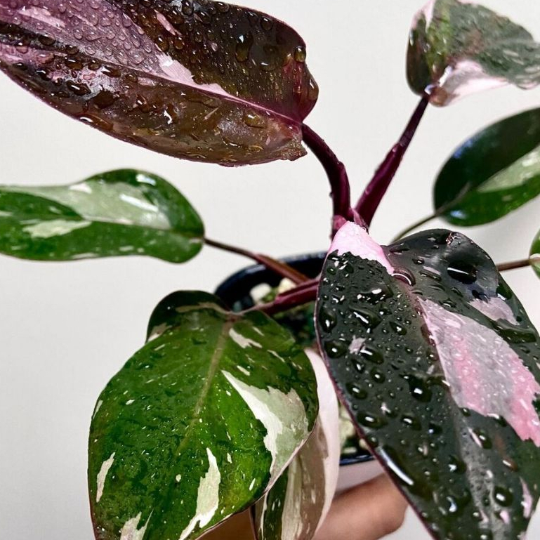 PHILODENDRON ANDERSON