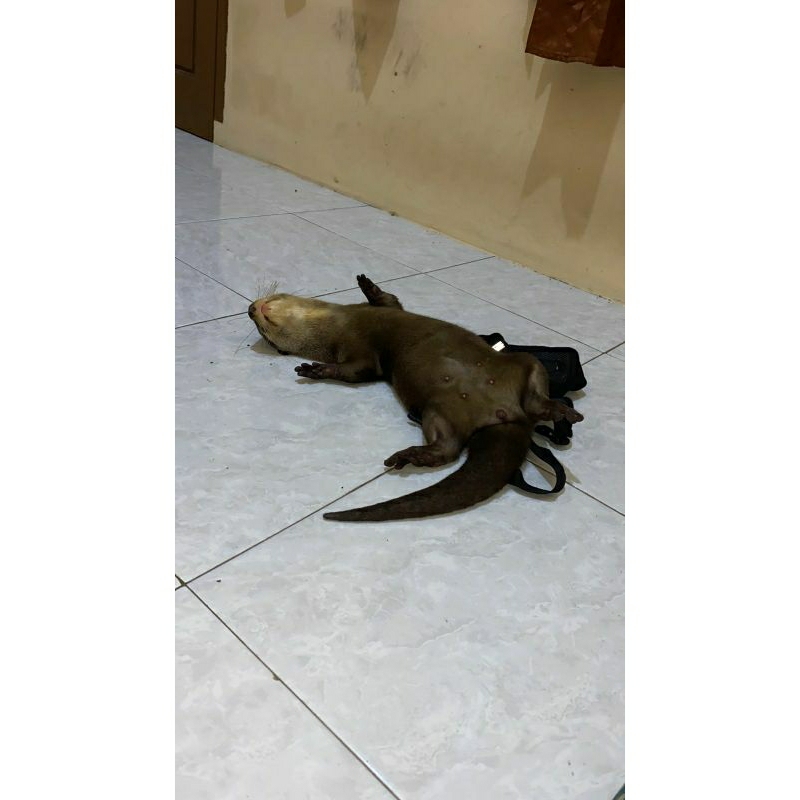 otter Lucu