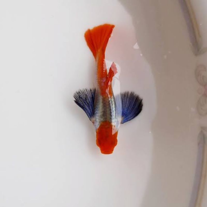 Guppy prtde koi (hiasan aquarium)