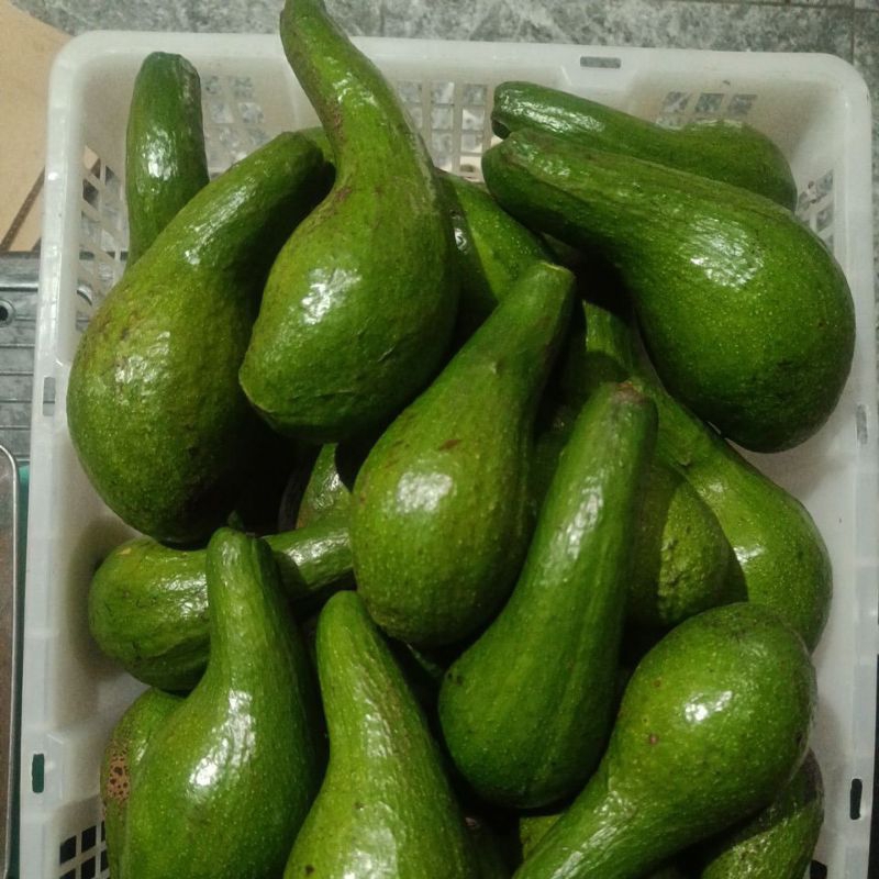 

Alpukat Mentega Premium 1 kg 3-5 Buah