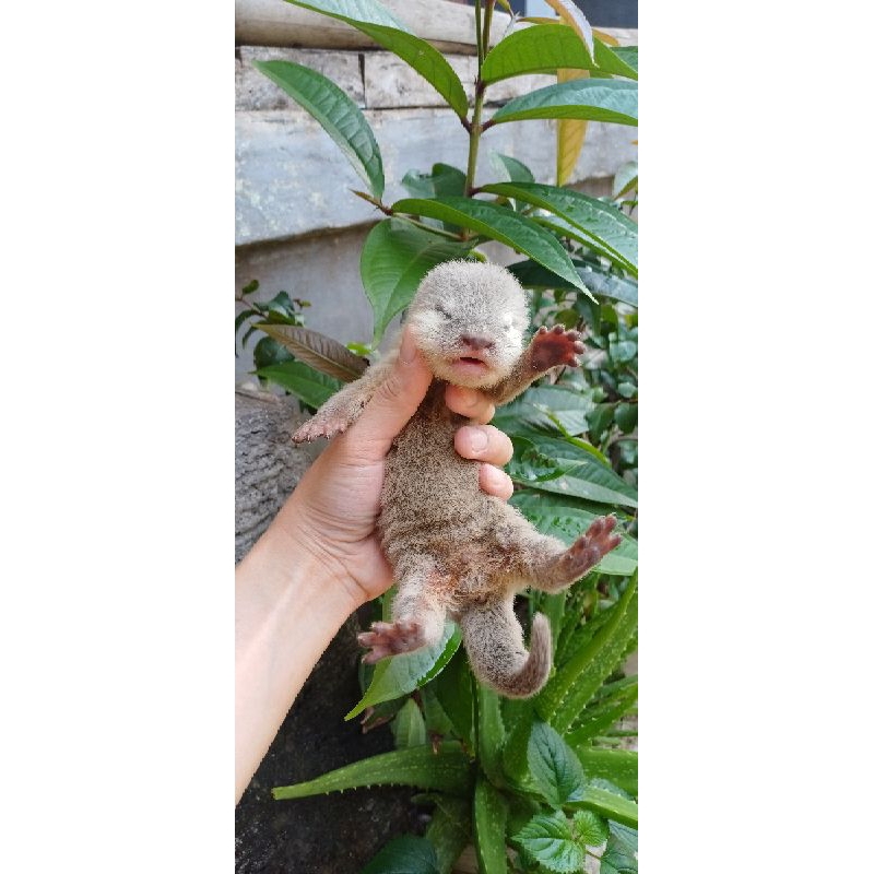 baby otter berang berang