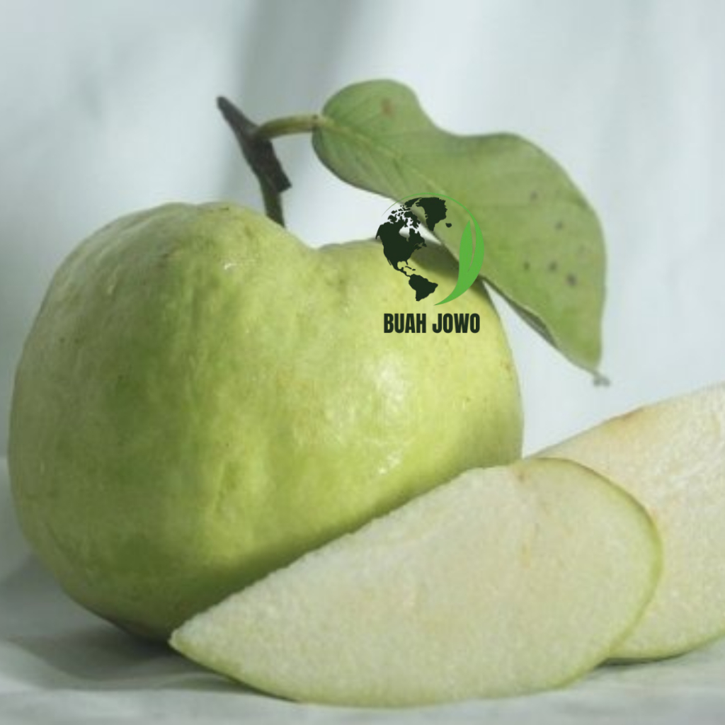 

BUAH JAMBU KRISTAL KEBUMEN GRADE A FRESH 1 BIJI