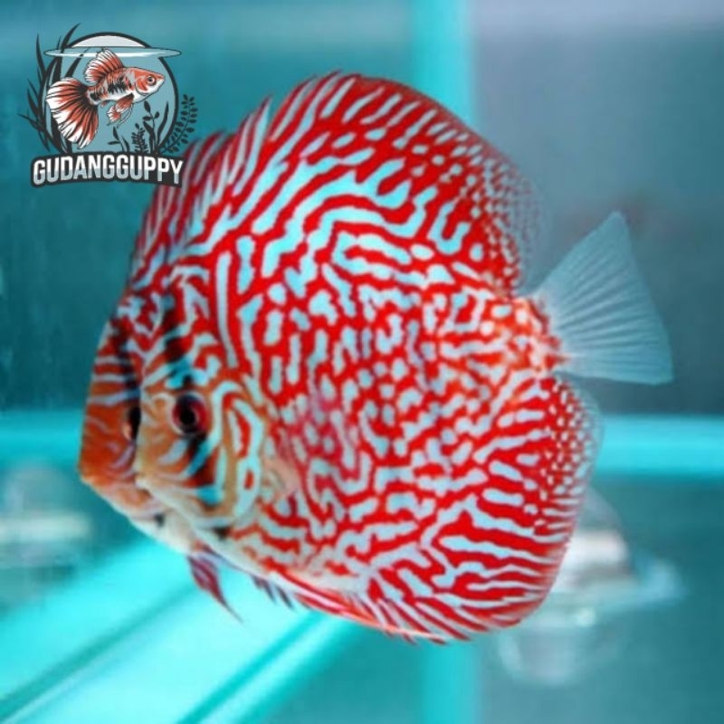 Hiasan Aquarium Discus Mozaik Leopard