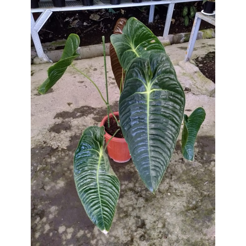 anthurium black veitchii