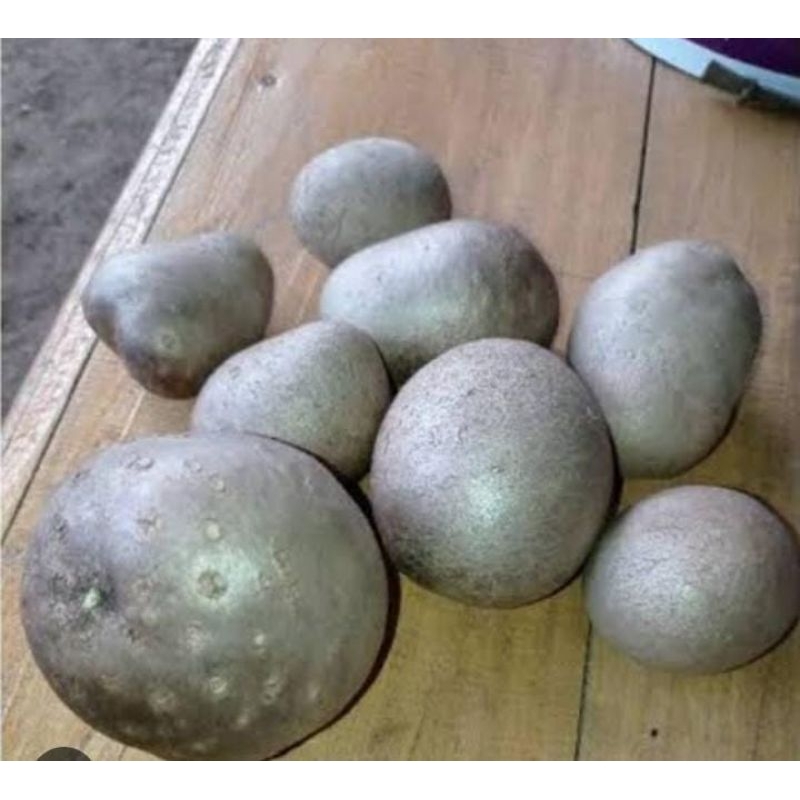 

Kentang Udara Atau Gantung Obat Herbal Tradisional Murah Enak Langka