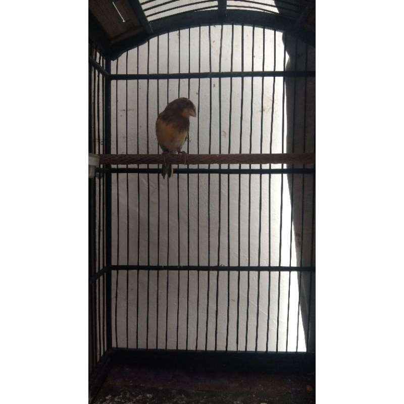 2ekor paud kenari ws x f1st (jantan)