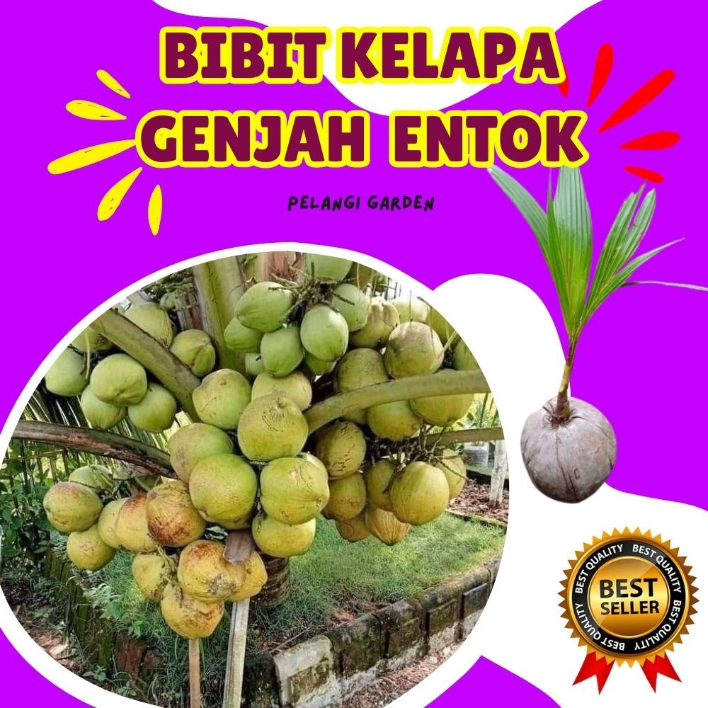 CEPAT BERBUAH.. Bibit Buah Kelapa Hijau, Bibit Buah Kelapa Hibrida Bersertifikat