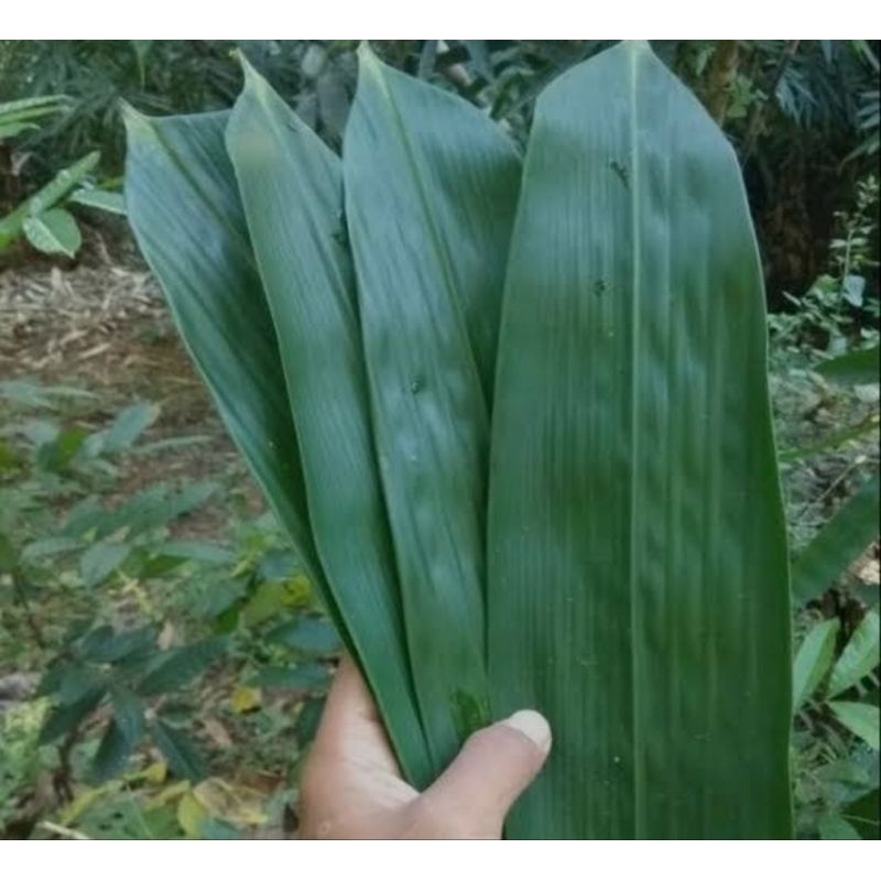 

daun bambu buat bungkus bacang isi 25pcs/kualitas baik press