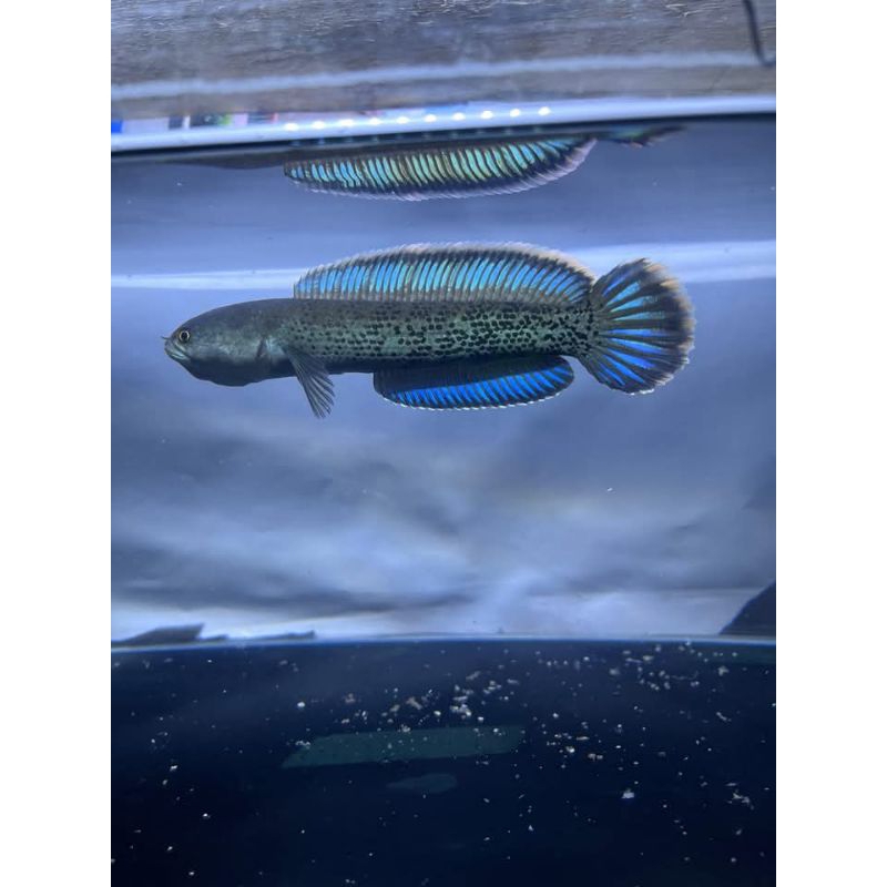 

Stiker Stewarti Single Tank JP ( Jackpot ) Size 10-11cm Gondrong & Bermental