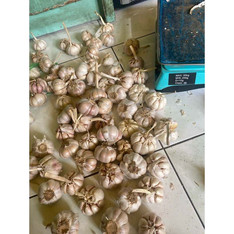 

bawang putih