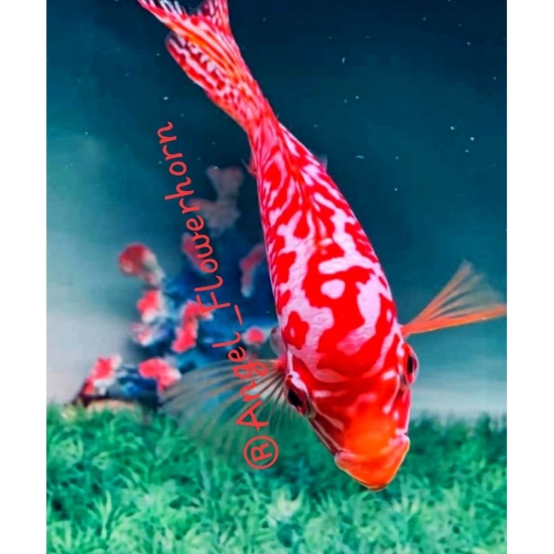 HR-Burayak VIP Golden Base King Kamfa Vietnam