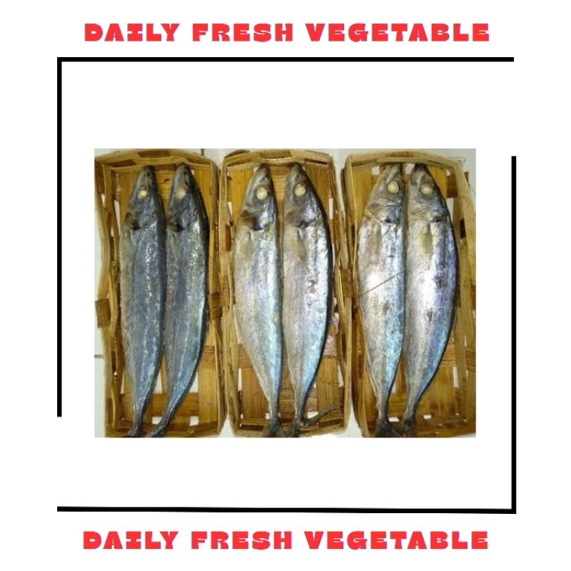 

Ikan Cue Layang Isi 2