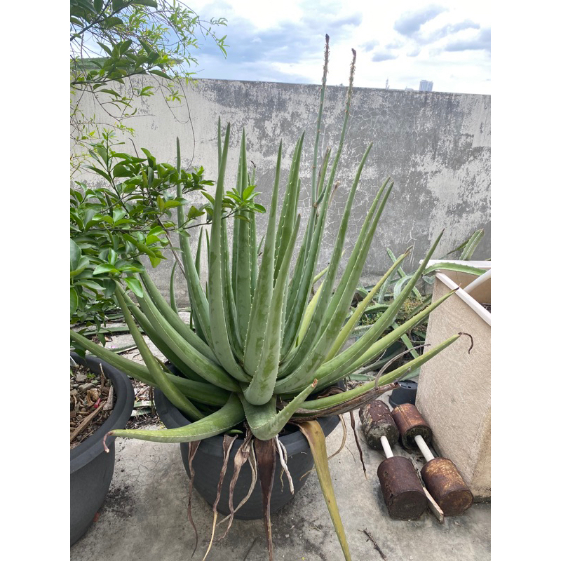 

LIDAH BUAYA SATUAN PER HELAI