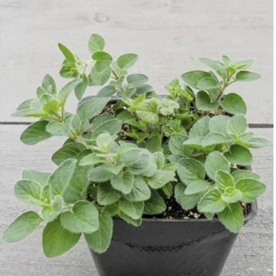 

Tanaman Herbal Oregano // bahan bumbu masak