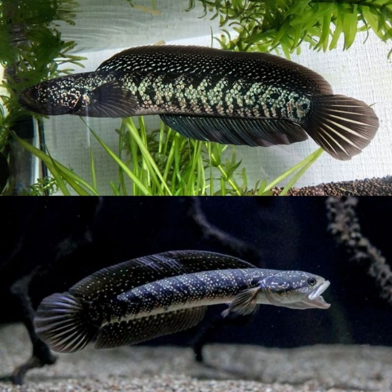Ikan Hias Channa Asiatica Size 9-11cm Ikan Channa Ikan Chana Ikan Gabus Hiasan Aquarium Kolam Tank A