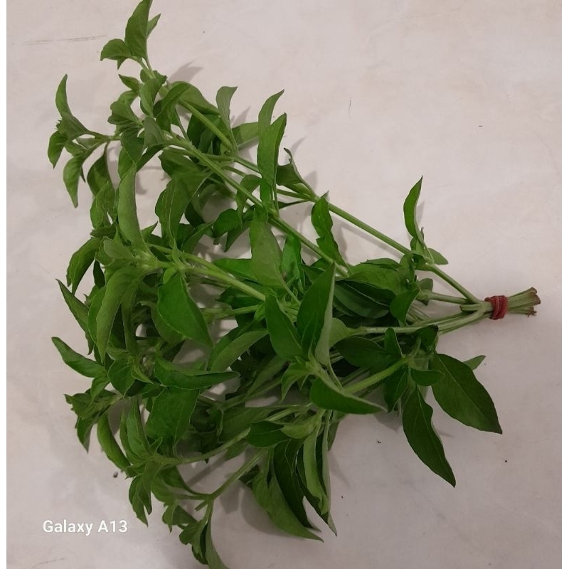 

Daun Kemangi Segar 1 Ikat (20 gram),dipetik saat akan dikirim