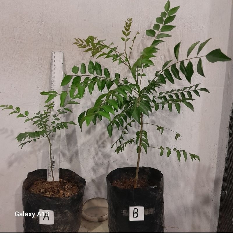 Tanaman Bibit Daun Kari