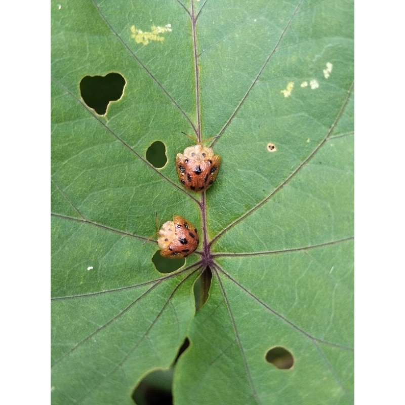 serangga kepik menutup hidup 10 pcs