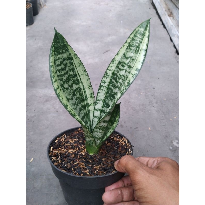 Sansevieria Moonshine Mutasi