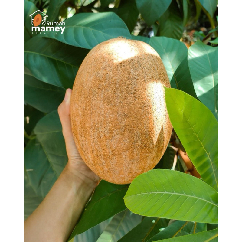 Buah Mamey Sapote