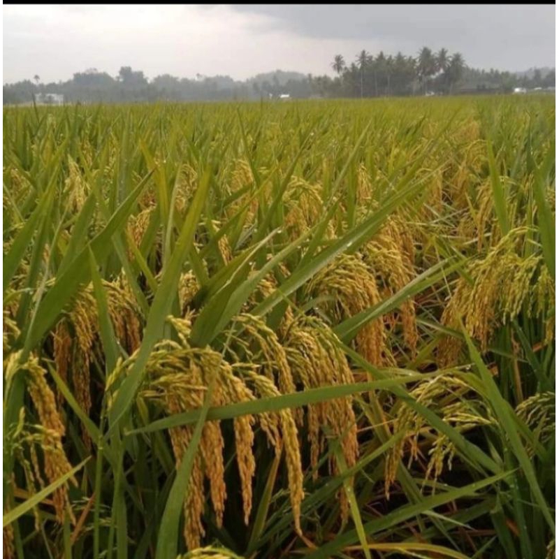 BENIH PADI CBD 08 KEMASAN 1KG