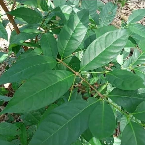 

Daun Salam Segar Fresh Dipetik Dadakan per Lembar Obat Herbal Alami